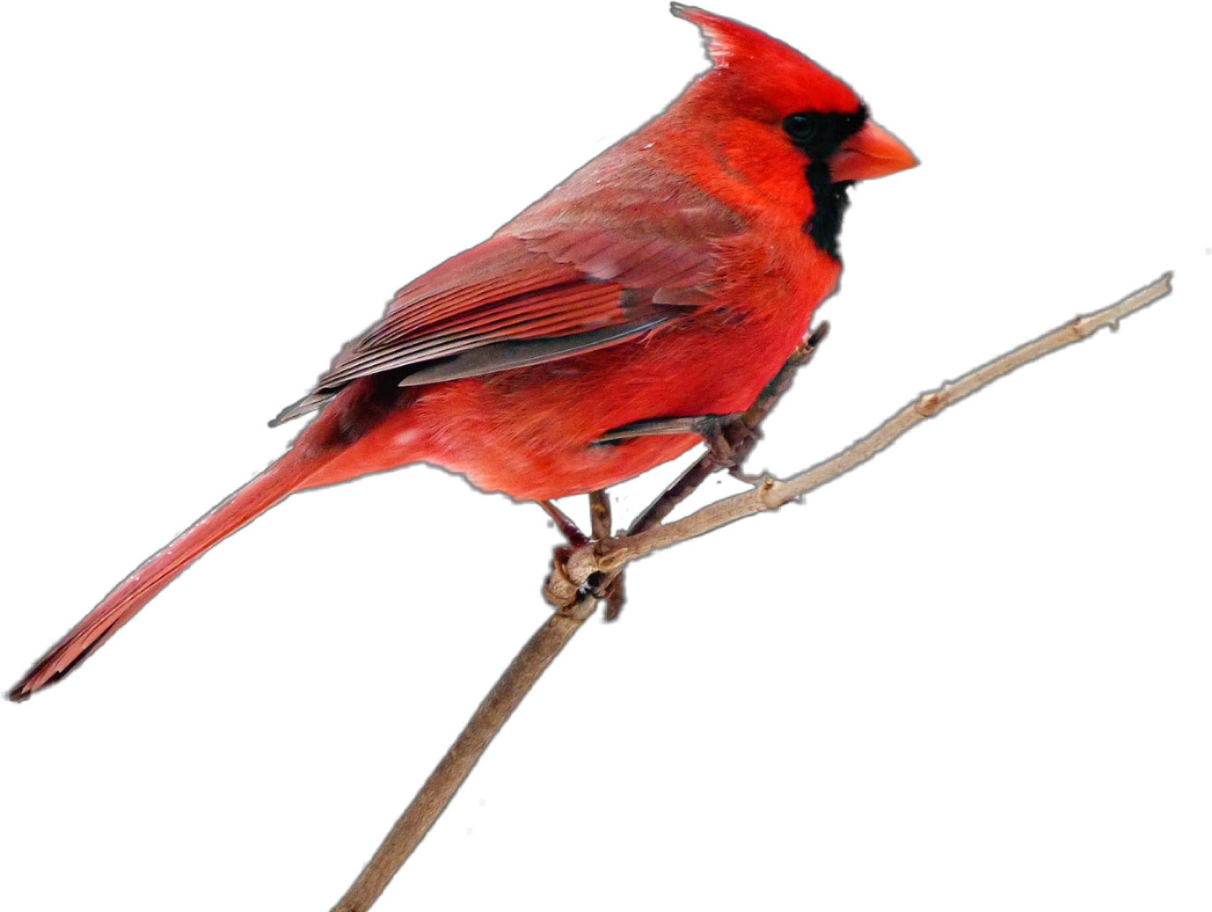 Cardinal